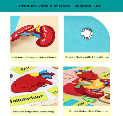 Hora de Lima Body Parts Learning Kit Felt Artcraft Human Anatomy 3D Organ Costume Cognitive Board for Kids Sensory Educational Tool Toy Removable for Home Preschool Early Childhood Teaching Aid