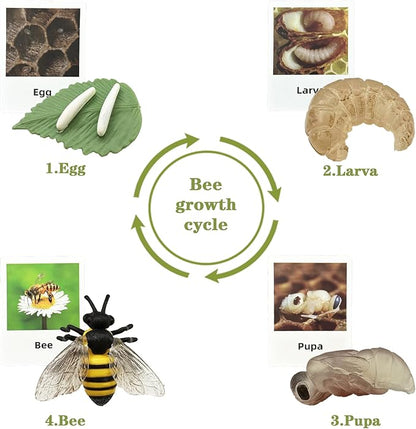 Mbrain 4pcs Bee Growth Cycle with Flash Cards,Life Cycle Learning & Education Toys,Montessori Toys,Gift for Girl & Boy for 3 4 5 6 7 Year Old (Bee)