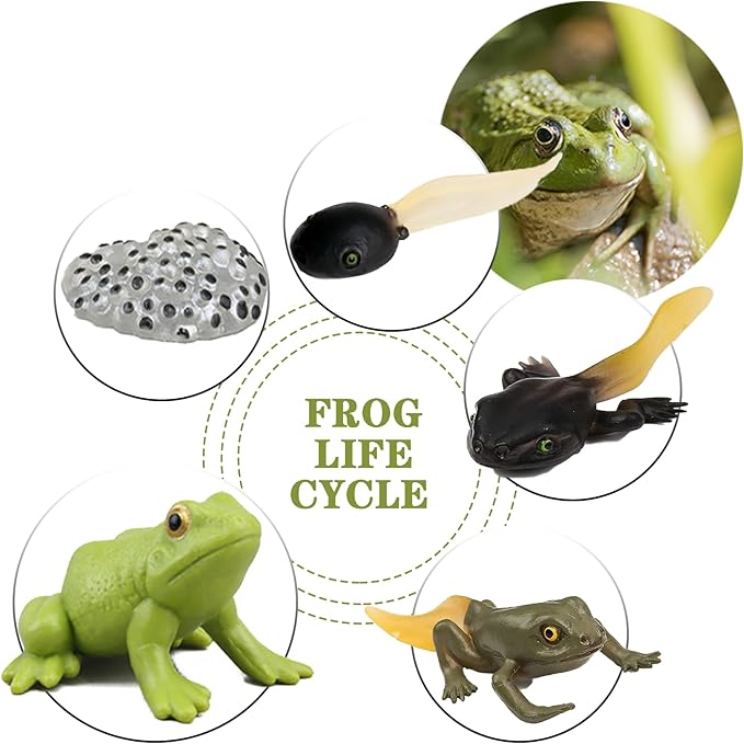 Mbrain5pcs Frog Growth Cycle with Flash Cards,Life Cycle Learning & Education Toys,Montessori Toys,Gift for Girl & Boy for 3 4 5 6 7 Year Old (Frog)