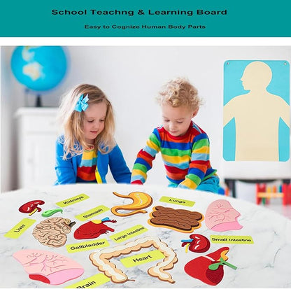 Hora de Lima Body Parts Learning Kit Felt Artcraft Human Anatomy 3D Organ Costume Cognitive Board for Kids Sensory Educational Tool Toy Removable for Home Preschool Early Childhood Teaching Aid