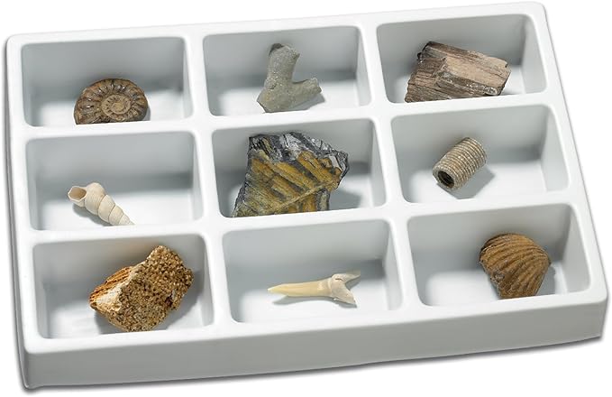 Educational Insights Fossil Collection, Ages 8 and up, (9 Pieces with Storage Tray)