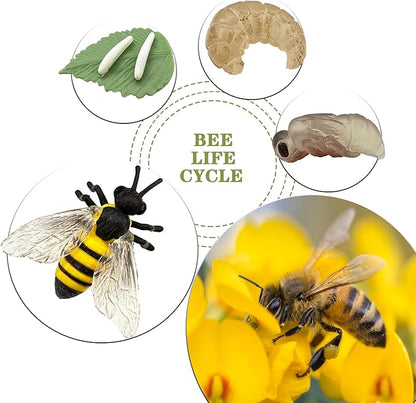 Mbrain 4pcs Bee Growth Cycle with Flash Cards,Life Cycle Learning & Education Toys,Montessori Toys,Gift for Girl & Boy for 3 4 5 6 7 Year Old (Bee)