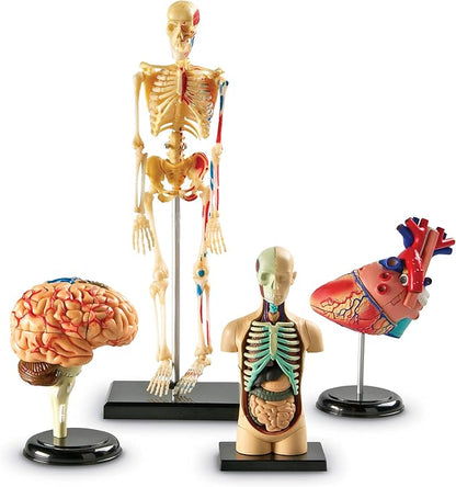 Learning Resources Anatomy Models Bundle Set, Brain, Body, Heart, Skeleton, Classroom Demonstration Tools, Teacher Accessories, Grades 8+, Ages 3+