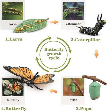 Mbrain 4pcs Butterfly Growth Cycle with Flash Cards,Life Cycle Learning & Education Toys,Montessori Toys,Gift for Girl & Boy for 3 4 5 6 7 Year Old (Butterfly)