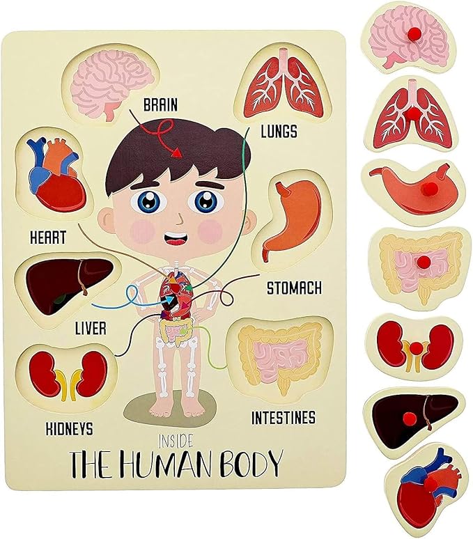 Blue Panda 2 Pack Educational Wood Peg Anatomy Puzzle Toys for Kids Game, Human Body Parts