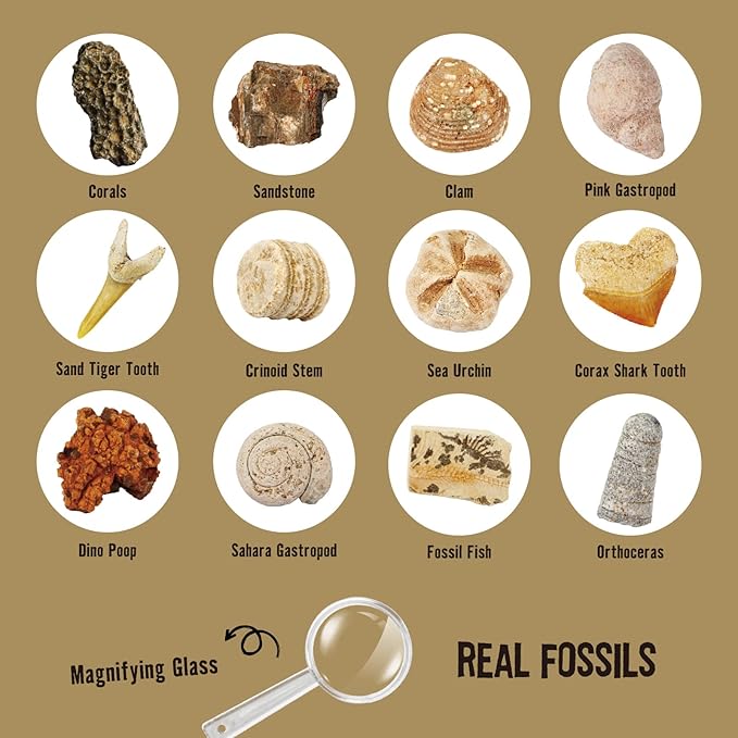 Byncceh Mega Fossil Dig Kit - Excavate 12 Prehistoric Fossils, Shark Teeth, Dinosaur Poop, Fossil Fish, Paleontology Educational STEM Science Toys for Kids Gifts for Girls & Boys