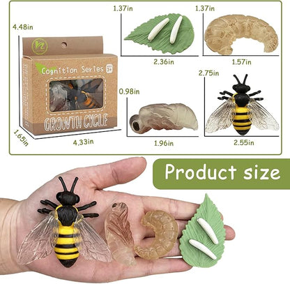 Mbrain 4pcs Bee Growth Cycle with Flash Cards,Life Cycle Learning & Education Toys,Montessori Toys,Gift for Girl & Boy for 3 4 5 6 7 Year Old (Bee)