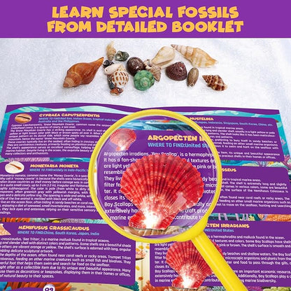 Ocean Fossil Dig Kit, Dig up 20+ Real Shells & Seasnails, STEM Educational Activity Set Sea Creatures Excavation Toy for Kids, Marine Biology Geology Science Kit, Gift for Boys and Girls Age 6+