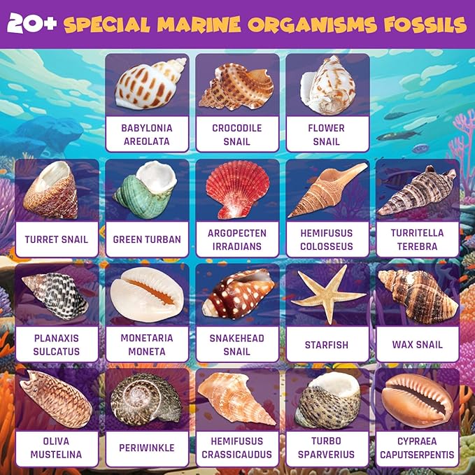 Ocean Fossil Dig Kit, Dig up 20+ Real Shells & Seasnails, STEM Educational Activity Set Sea Creatures Excavation Toy for Kids, Marine Biology Geology Science Kit, Gift for Boys and Girls Age 6+