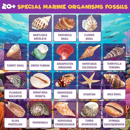 Ocean Fossil Dig Kit, Dig up 20+ Real Shells & Seasnails, STEM Educational Activity Set Sea Creatures Excavation Toy for Kids, Marine Biology Geology Science Kit, Gift for Boys and Girls Age 6+