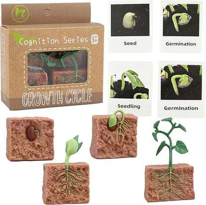 Mbrain 4 pcs Plant Growth Cycle with Flash Cards,Life Cycle Learning & Education Toys,Montessori Toys,Gift for Girl & Boy for 3 4 5 6 7 Year Old (Plant)