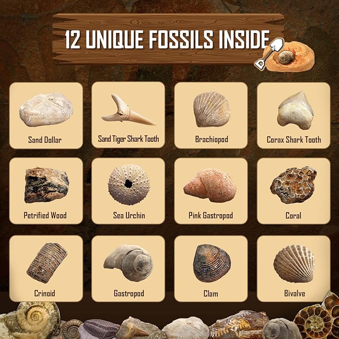Byncceh Fossil Dig Kit - Educational STEM Science Toys for Kids Ages 6+ - Dig Up 12 Fossils Real & Dinosaur Bones Rocks - Digging Activities Kits - Paleontology, Discovery Gifts for Boys & Girls
