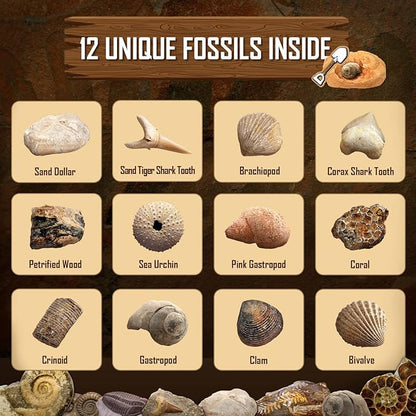 Byncceh Fossil Dig Kit - Educational STEM Science Toys for Kids Ages 6+ - Dig Up 12 Fossils Real & Dinosaur Bones Rocks - Digging Activities Kits - Paleontology, Discovery Gifts for Boys & Girls