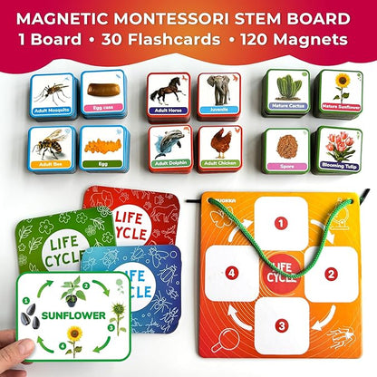 QUOKKA Life Cycle Kit Toy Montessori - 30 Flash Cards Toddler Science Activities for Kids Ages 2-4 - Prek Animal Learning Materials 3-5 - 120 Magnetic Toddler Classroom Must Haves for Preschool