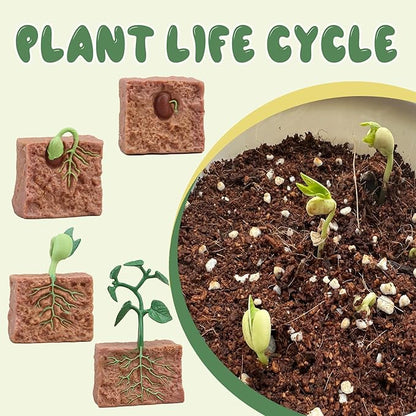 Mbrain 4 pcs Plant Growth Cycle with Flash Cards,Life Cycle Learning & Education Toys,Montessori Toys,Gift for Girl & Boy for 3 4 5 6 7 Year Old (Plant)
