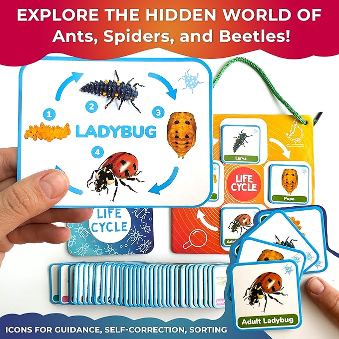 QUOKKA Life Cycle Kit Toy Montessori - 30 Flash Cards Toddler Science Activities for Kids Ages 2-4 - Prek Animal Learning Materials 3-5 - 120 Magnetic Toddler Classroom Must Haves for Preschool