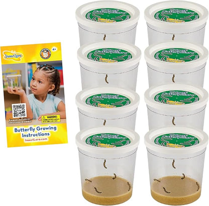 Insect Lore Cup of Caterpillars™ Basic - 8 Cups | 40 Live Baby Painted Lady Caterpillars | 5 Per Cup | Refill for Habitat Kit | Caterpillars and Food Included