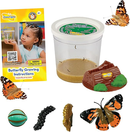 Insect Lore Cup of Live Baby Caterpillars with Figurines | Butterfly Kit Refill - Plus Butterfly Life Cycle Stages Toy Figurines | 5 Painted Lady Caterpillars Shipped Now