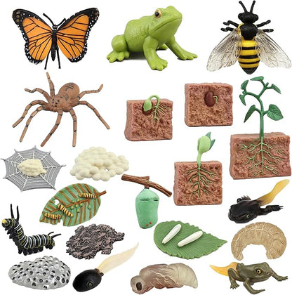 Mbrain 4pcs Bee Growth Cycle with Flash Cards,Life Cycle Learning & Education Toys,Montessori Toys,Gift for Girl & Boy for 3 4 5 6 7 Year Old (Bee)