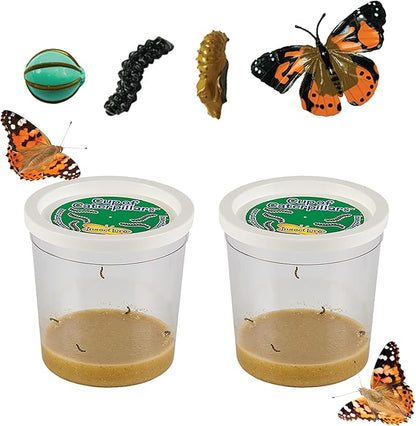 Insect Lore Two Cups of Live Caterpillars with Butterfly Life Cycle Figurines | Butterfly Habitat or Kit Refill | Painted Lady Butterflies