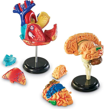 Learning Resources Anatomy Models Bundle Set, Brain, Body, Heart, Skeleton, Classroom Demonstration Tools, Teacher Accessories, Grades 8+, Ages 3+