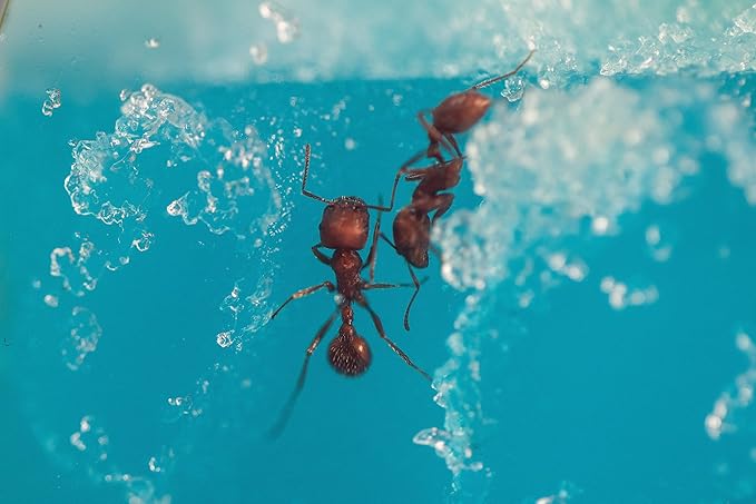 Educational Insights GeoSafari Day 'N' Night Ant Factory (Glow Ant Factory) STEM Learning, Ages 7+