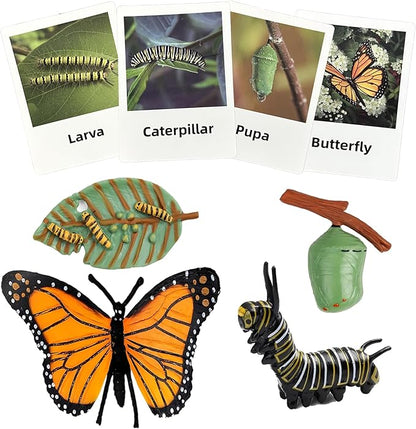 Mbrain 4pcs Butterfly Growth Cycle with Flash Cards,Life Cycle Learning & Education Toys,Montessori Toys,Gift for Girl & Boy for 3 4 5 6 7 Year Old (Butterfly)