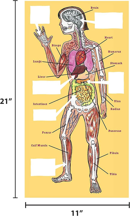 The Magic School Bus:Human Body Lab By Horizon Group USA,Homeschool STEM Kit,Includes Hands-On Educational Manual,Experiment Cards,Plastic Human Skeleton,Data Notebook,Hinge Joint Model & More ,Yellow
