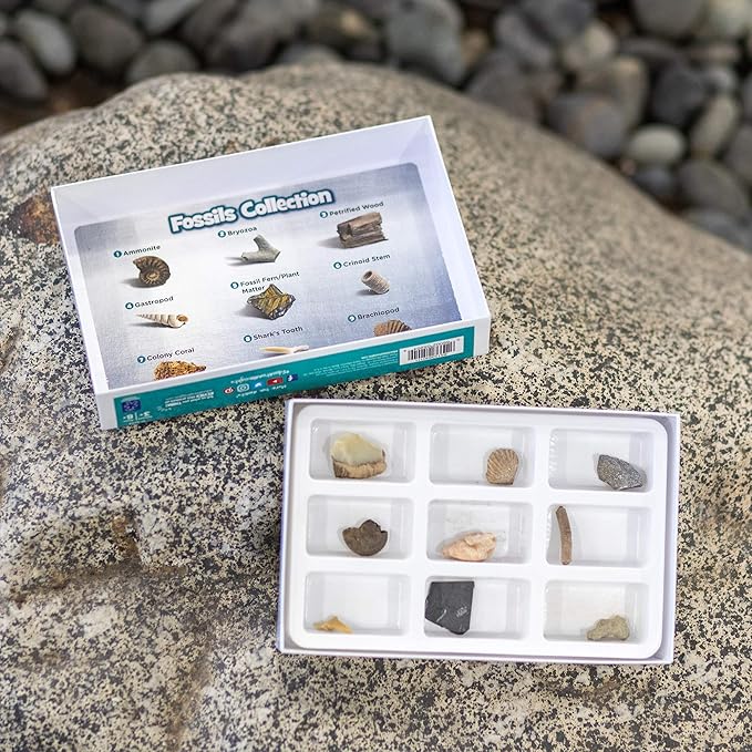 Educational Insights Fossil Collection, Ages 8 and up, (9 Pieces with Storage Tray)