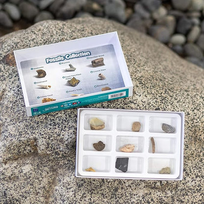 Educational Insights Fossil Collection, Ages 8 and up, (9 Pieces with Storage Tray)